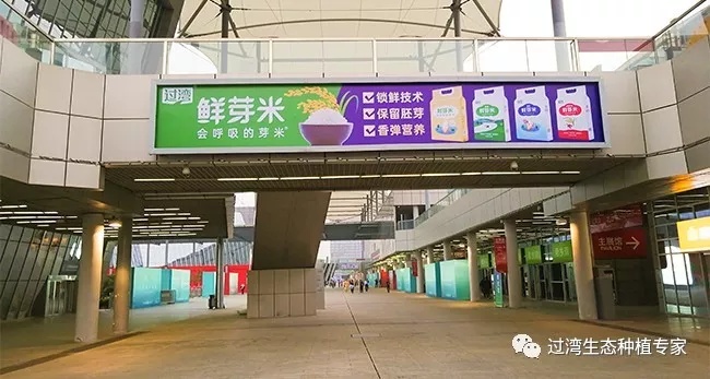 鮮芽米11_副本