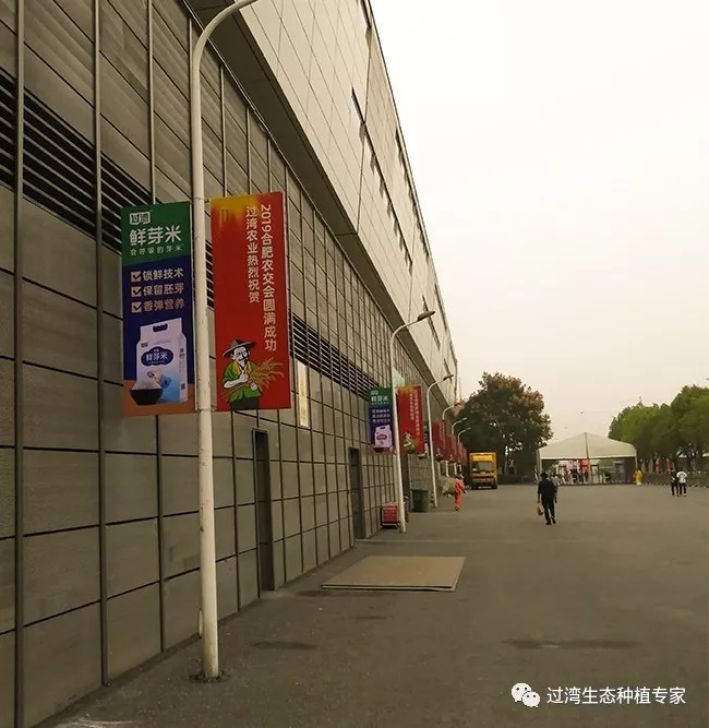 鮮芽米12_副本