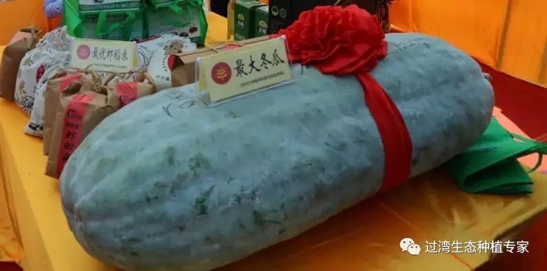 豐收節(jié)3_副本